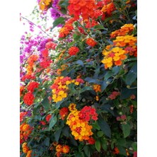 Serada Decor Plant Videolu Çalı Minesi Lantana Çiçeği (20 50 Cm)1 Adet Saksılı Çiçekli Bodur Bitki Lantana Camara L.