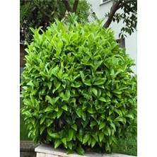 Serada Decor Plant Videolu Kartopu Çit Bitkisi (15 25 Cm) 3 Adet Saksılı Dış Mekan Süs Bitkisi Viburnum Lucidum