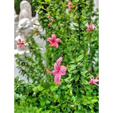 Serada Decor Plant Videolu Pembe Japon Gülü Çiçeği Fidanı (40 45 Cm)1 Adet Saksılı Camellia Japonica