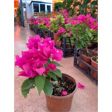 Serada Decor Plant Bodur Begonvil