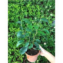 Serada Decor Plant Ficus Benjamina Danielle-Benjamin Bitkisi