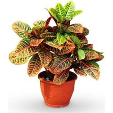 Serada Decor Plant Serada Decor&plant Kraton Bitkisi 30 40 cm Boy Croton Petra 13 cm Saksı Çapı Ev Ofis Salon Bitkisi