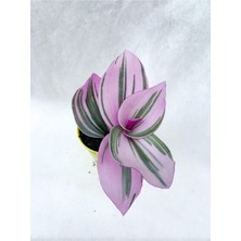 Serada Decor Plant Serada Decor&plant Pembe Telgraf Çiçeği Tradescantia Nanouk 5.5 cm Saksı