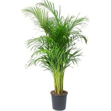 Serada Decor Plant Serada Decor&plant Areka Palmiyesi Ev Ofis Salon Bitkisi -Salon Palmiyesi 100-120 cm