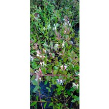 Serada Decor Plant Hanımeli Sarmaşık Mis Kokulu