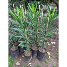 Serada Decor Plant Zakkum Fidanı (Pembe Çiçekli Zakkum)