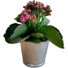 Serada Decor Plant Kalanchoe - Kalanşo Çiçeği (Mor Çiçekli)