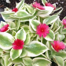 Serada Decor Plant Buz Çiçeği Fidesi 10 Adet 5CM-15CM