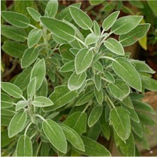 Serada Decor Plant Adaçayı Fidanı 5 Adet - Saksılı 20-30 cm