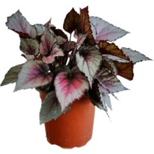Serada Decor Plant Silver Limbo Begonya Rex - Yaprak Güzeli 20 - 40 Cm.