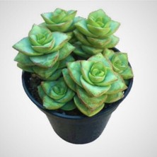 Serada Decor Plant Crassula Perforata 5.5.mini Sukulent Saksısında
