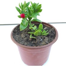 Serada Decor Plant Buz Çiçeği