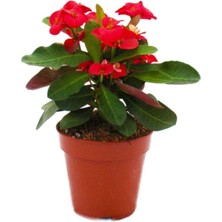 Serada Decor Plant Dikenler Tacı (3 Çeşit Pembe+Beyaz+Kırmızı)