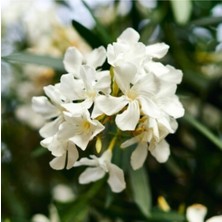 Serada Decor Plant Zakkum Çiçeği Beyaz Saksılı