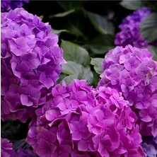 Serada Decor Plant Tüplü Mor Ortanca Fidanı 30 cm 12 Ay Dikim Yapılır...