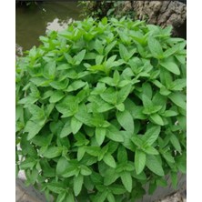 Serada Decor Plant Mini Saksıda Nane Fidesi