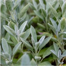 Serada Decor Plant Adaçayı Şalba Fidanı 15-25 cm (Salvia Officinalis)