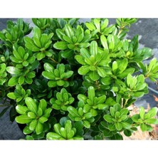 Serada Decor Plant Pitos Fidanı 20-30 cm