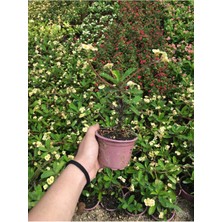 Serada Decor Plant Dikenler Tacı Çiçekli Ithal Hollanda Milli (Krem)