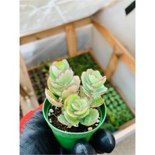 Serada Decor Plant Kalanchoe Marnieriana 5.5 Cmlik Saksıda