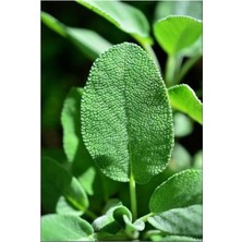 Serada Decor Plant Tıbbi Adaçayı Salvia Officinalis 15  25 cm