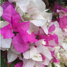 Serada Decor Plant Begonvil Çift Renk Beyaz - Pembe 50 - 70 cm Bougainvillea