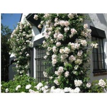 Serada Decor Plant Beyaz Kokulu Sarmaşıkgül Fidanı ( Yediverentüplü )120-150 cm