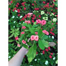 Serada Decor Plant Dikenler Tacı Çiçekli Ithal Hollanda Milli (Somon)