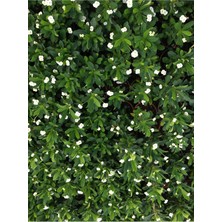 Serada Decor Plant Dikenler Tacı Çiçekli Ithal Hollanda Milli (Beyaz)