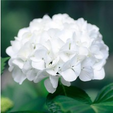 Serada Decor Plant Tüplü Beyaz Ortanca Fidanı 1 Yaşında 30 cm
