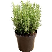 Serada Decor Plant Saksılı Biberiye Fidanı 1 Adet 15-25 cm Rosemary