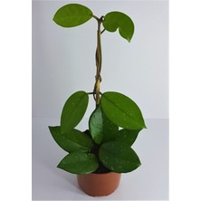 Serada Decor Plant Mum Çiçeği Hoya Carnosa Kokulu Çiçekleri Pembe Beyaz Renklidir.
