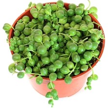 Serada Decor Plant Senecio Rowleyanus, Tesbih Çiçeği 5,5 cm Saksıda