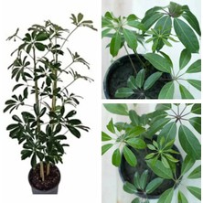 Serada Decor Plant Şeflera Bitkisi 110 120 cm Schefflera Bitkisi 5 Parmak Bitkisi Ev Bitkisi Ofis Bitkisi Salon Bitkisi