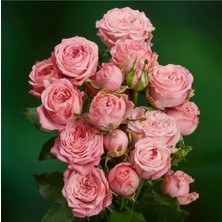 Serada Decor Plant Yediveren Yavruağzı Katmerli Sarmaşık Gül Fidanı 15-25 cm