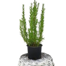 Serada Decor Plant Biberiye Bitkisi  Rosmarinus Officinalis