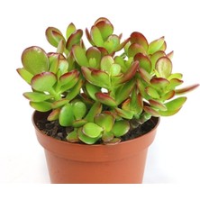 Serada Decor Plant Crassula Ovata, Para Çiçeği, Şans Agaçı Large