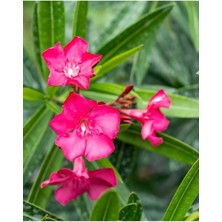 Serada Decor Plant Pembe Çiçekli Zakkum Fidanı