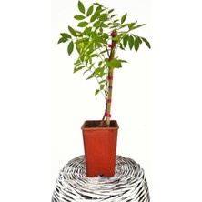 Serada Decor Plant Mor Salkım Çiçeği Sarmaşık ( Wisteria Sinensis) 40-50 cm Bitki Toprağı Torf