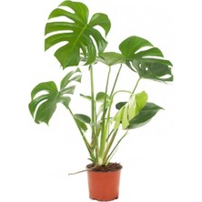 Serada Decor Plant Deve Tabanı 60 80 cm Monstera Deliciosa Ev Bitkisi Ofis Bitkisi Salon Bitkisi
