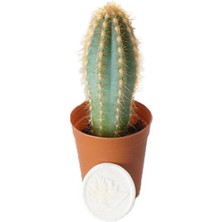 Serada Decor Plant Mavi Mese Kaktüs (5,5 cm Saksıda)