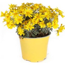 Serada Decor Plant Videolu Sarı Çalı Papatya 4 Adet Saksılı/ Tüplü 20-40 cm Dış Mekan Bitkisi (Coreopsis)