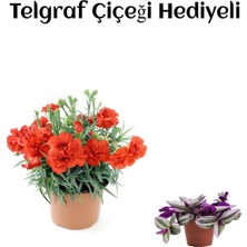Serada Decor Plant Sevgililer Gününe Özel Kırmızı Renk Karanfil Çiçeği Telgraf Hediyeli