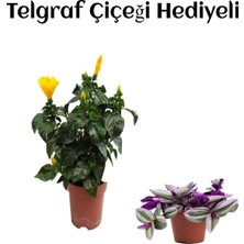 Serada Decor Plant Sarı Renk Japon Gülü Çiçeği Sevgililer Gününe Özel Telgraf Hediyeli