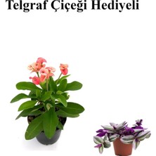 Serada Decor Plant Pembe Çiçekli Milli Dikenler Tacı Kaktüs Sevgililer Gününe Özel Telgraf Hediyeli