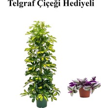 Serada Decor Plant Hediyelik Sarı Alacalı Şeflera Bitkisi Sevgililer Gününe Özel Telgraf Hediyeli