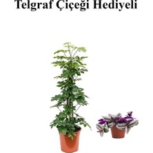 Serada Decor Plant Hediyelik Yeşil Şeflera Bitkisi Sevgililer Gününe Özel Telgraf Hediyeli