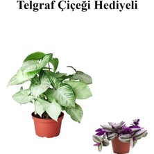 Serada Decor Plant Sevgililer Günü Hediyesi Zarif Yapraklı Melek Kanadı Bitkisi Telgraf Hediyeli