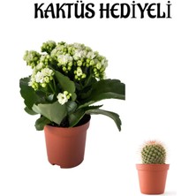 Serada Decor Plant Sevgililer Gününe Özel Beyaz Renk Kalanşo-Emel Hanım Çiçeği Kaktüs Hediyeli