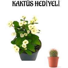 Serada Decor Plant Beyaz Çiçekli Kaktüs Milli Dikenler Tacı Sevgililer Gününe Özel Kaktüs Hediyeli